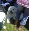 /images/events/11/Bark in the Park 2008 017-thumb.jpg